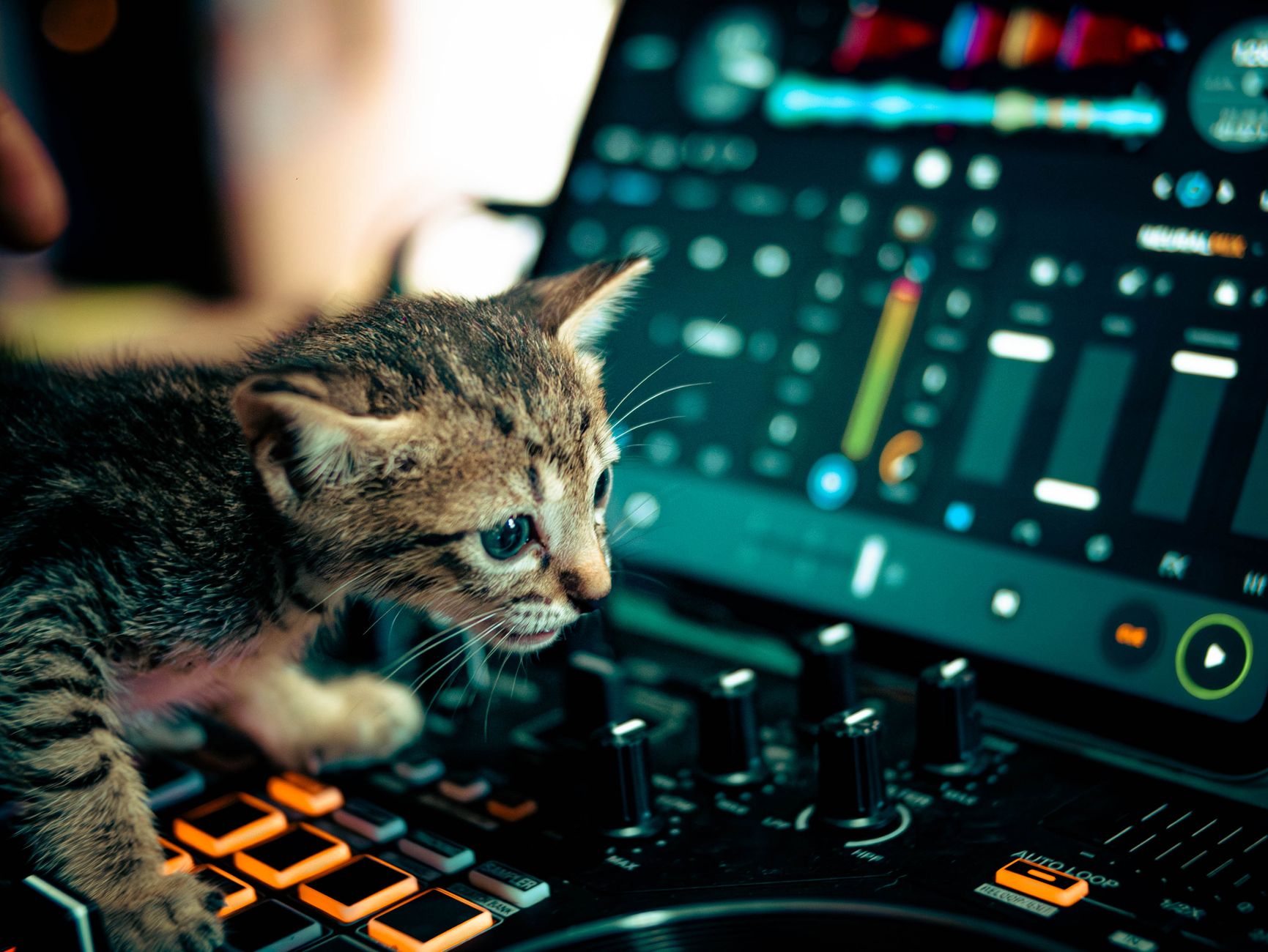 Adorable kitten curiously explores a DJ mixer, highlighting playful interaction with technology.